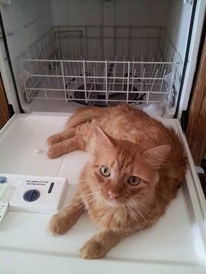 Sonny was adopted from Cats Unlimited when he was 8 weeks old. He's a joy to our family!