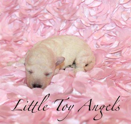 Little Toy Angels