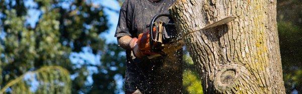 American Firewood and Tree Service
