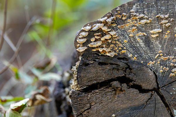 Rancho San Antonio County Park & Open Space Preserve