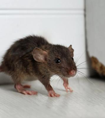 D-Line Pest Services