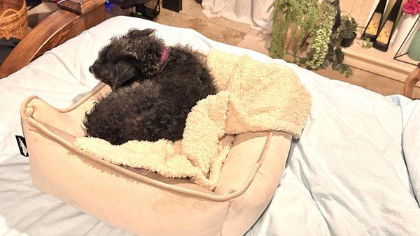 California Pet Center