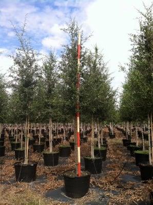 Independent Tree Services