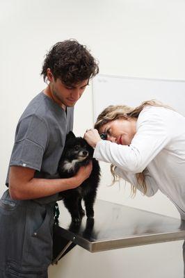 Pet Dermatology Center