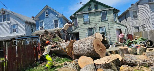 Stanchicks Tree & Landscaping Services