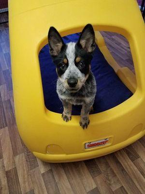 Max says, let's play