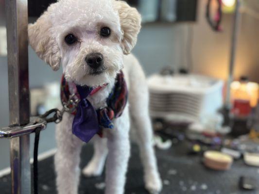 Auntie Heather's Hair of the Dog Grooming