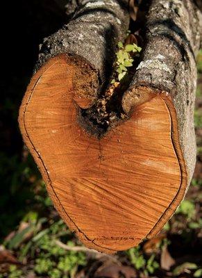 Tree Service Jefferson County