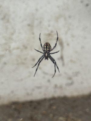 Gabriel & Sons Pest Control