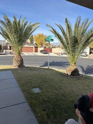 Las Vegas Superior Tree Service