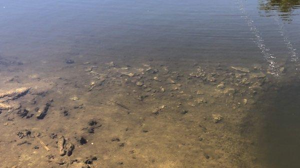 Concrete illegally dumped into the canal by Pelloni Vollman & Sulflow Marine Contractors in February 2018, Lighthouse Point, FL.