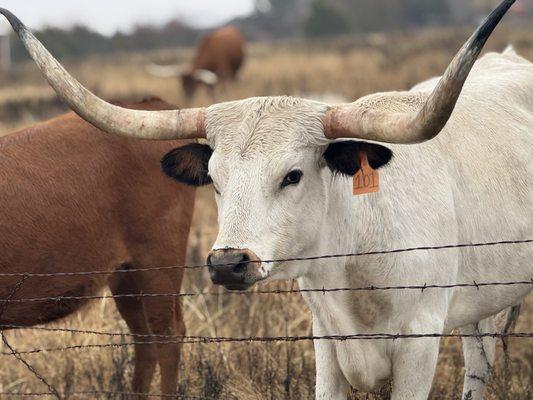 Longhorns!!