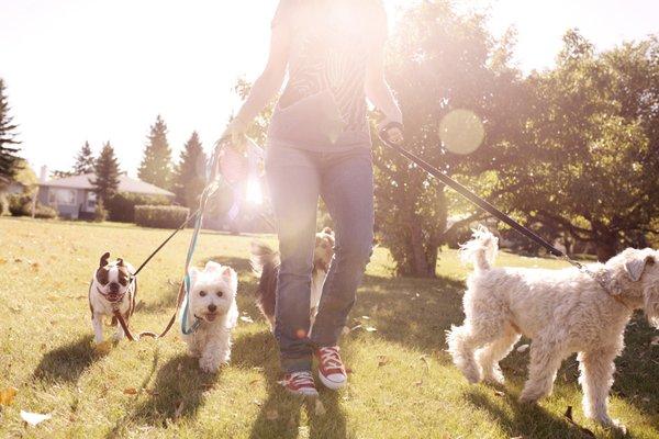 Who's the Best Dog Professional Dog Training