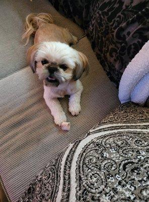 Shampoochies Dog Grooming