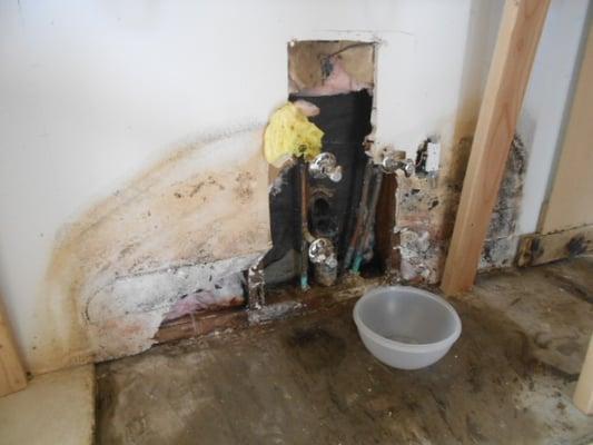 American Mold Inspections