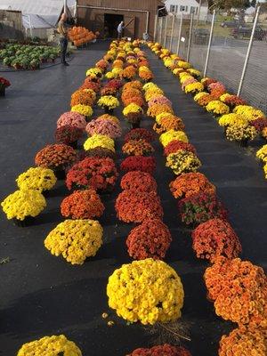 Raubs Florist & Greenhouses