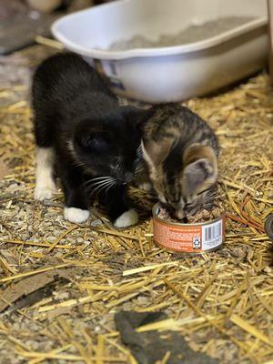 Co-Paw Central Ohio Program For Animal Welfare