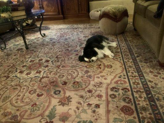 One pup relaxing after
A trip to the spa.