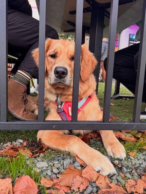 Got Sit Dog Training