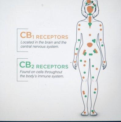 The Patient Advocate