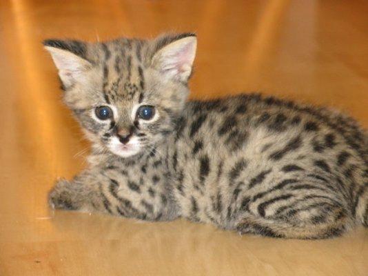 Belle Hollow Farms and Exotics