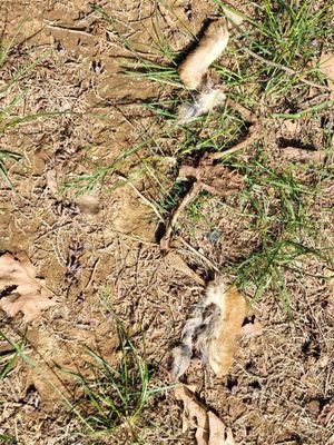 Northampton Memorial Shrine