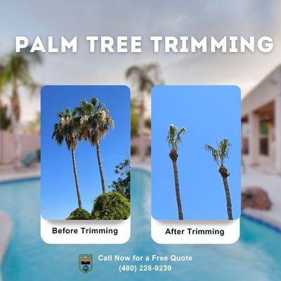 Sit back and relax while we trim your desert palm trees