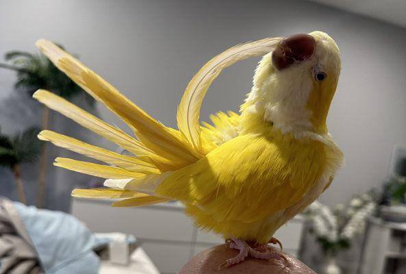 Niles Animal Hospital & Bird Medical Center