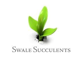 Check out Swale Succulents, specializing in plant walls and succulent plants, at Hillcrest Farmer's Market.