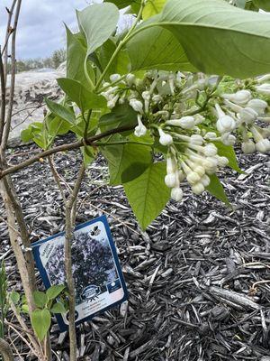 Tag showing purple flowers but bloomed with white flowers first spring after planting. CountryMax refuses to refund.