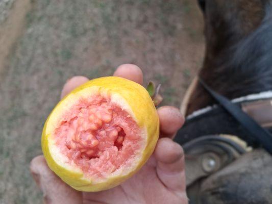 Waipi'o On Horseback