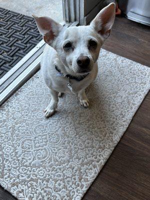 Baxter comfortable on the 4th of July.