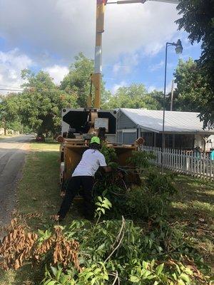 Lone Star Arborist
