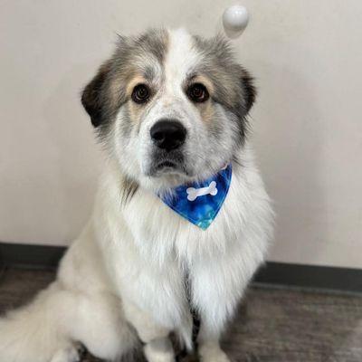 ACCEPTING DOGS OF ALL SIZES