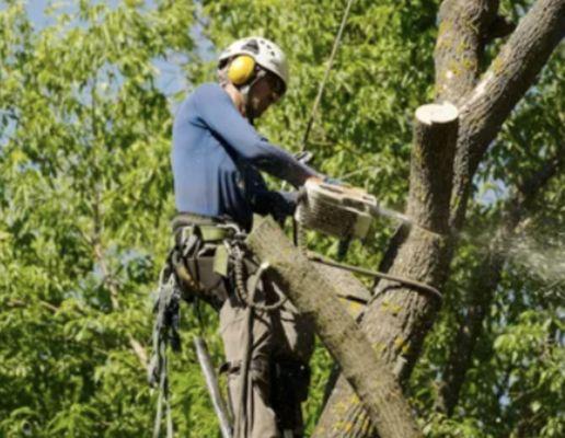 CB Landscape And Paint