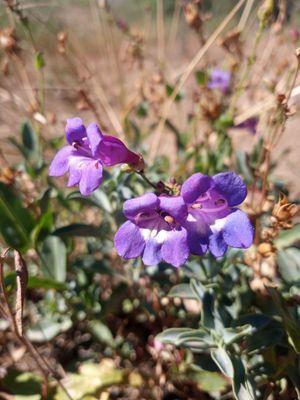 Donner Ski Ranch Disc Golf Course