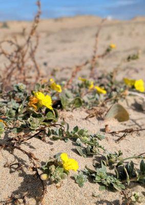 Monterey State Beach
