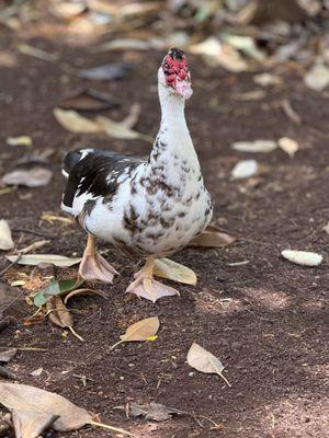 Really ugly duck lol