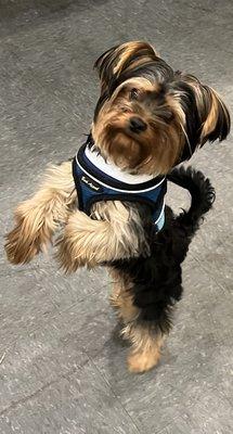 A1 Man's Best Friend