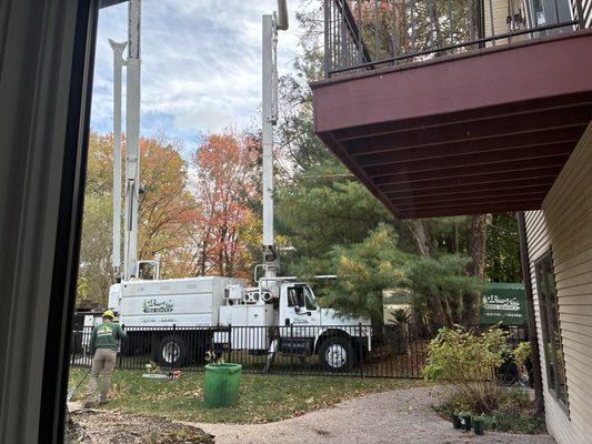 Pine Hill Tree Service