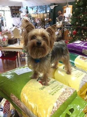 This little Yorkie is so great! SHE JUMPED RIGHT UP ONTO A HUGE PILE OF BIRDSEED SACKS. ; )