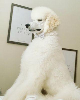 Happy Tails Pet Resort