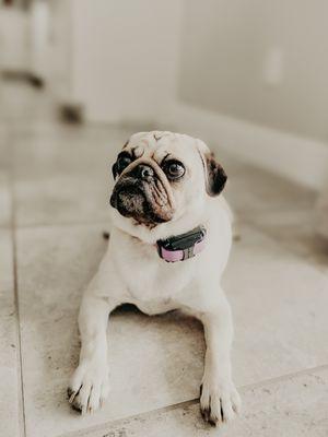 Pack 321 Dog Training