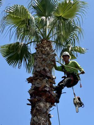 Joe’s Trees and Lands