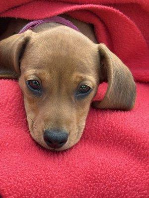 Plattsburg Animal Clinic