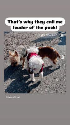 Dr Smallz loves meeting other small dogs!