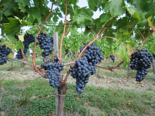 Solise Wine Ventures