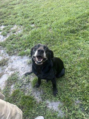 St Augustine Animal Clinic