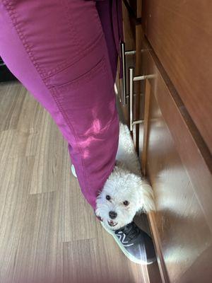 GroomTown Pet Boutique & Spa