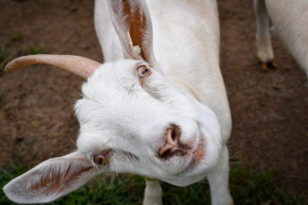 Hidden Pastures Dairy